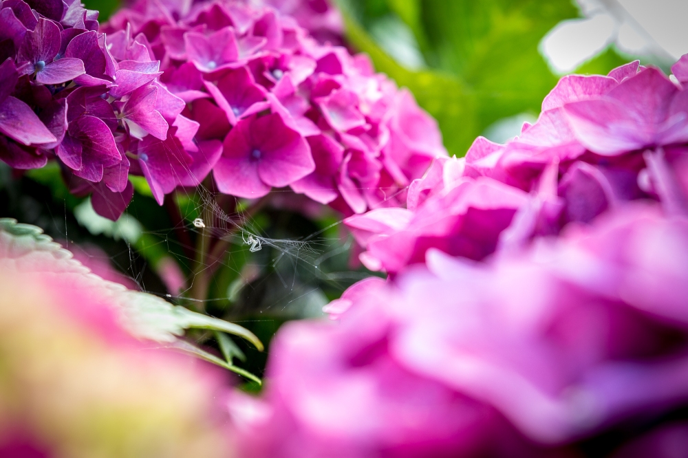 [Image Description: tiny white spider on an intricate web amongst bright pink hydrangea flowers and green leaves.]
