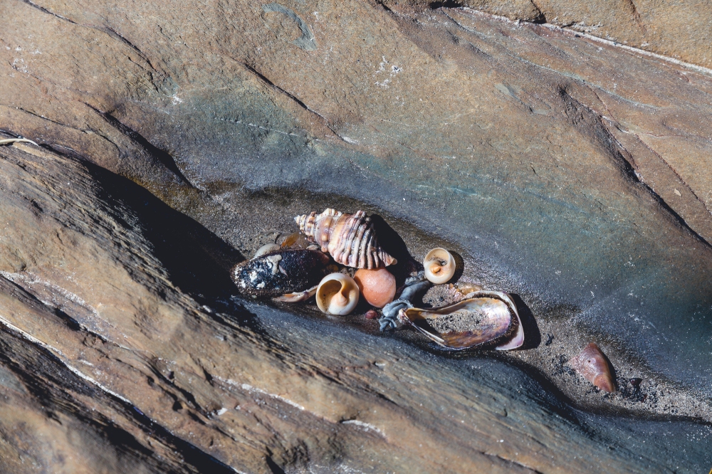 [Image Description: small shells in a dry rock pool. The rock is tinted with green and blue.]